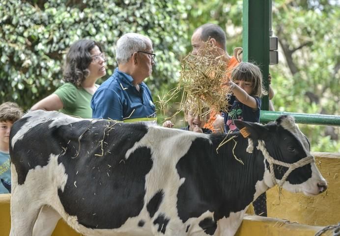 ARUCAS GRAN CANARIA A 27/05/2017. Feria de Ganado en la Granja del Cabildo de Gran Canaria. FOTO: J.PÉREZ CURBELO