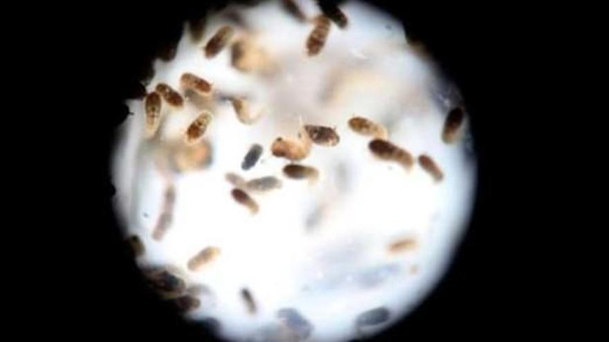 Pupas del mosquito de la &quot;Aedes aegytpi&quot;,que transmite el zika.