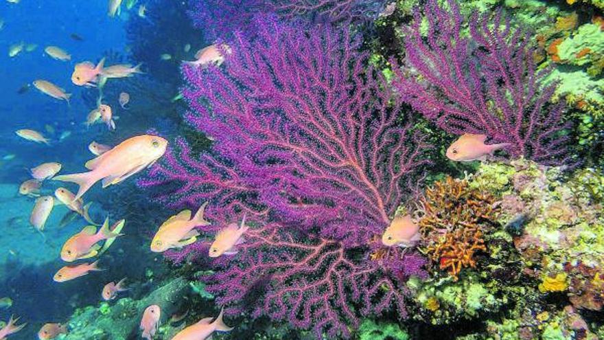 Detalle de un ejemplar de ósea de coral fotografiada en el Mediterráneo. 