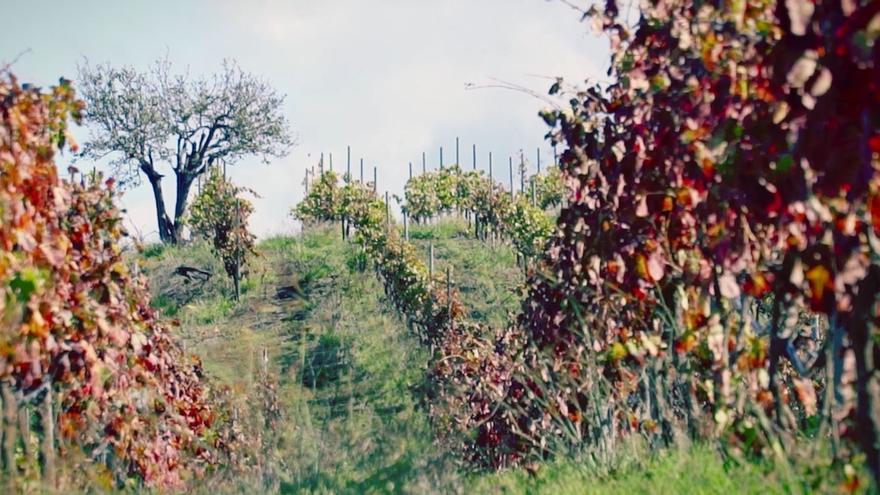 La Denominación de Origen Tacoronte-Acentejo aporta garantía y certificado de origen a los vinos