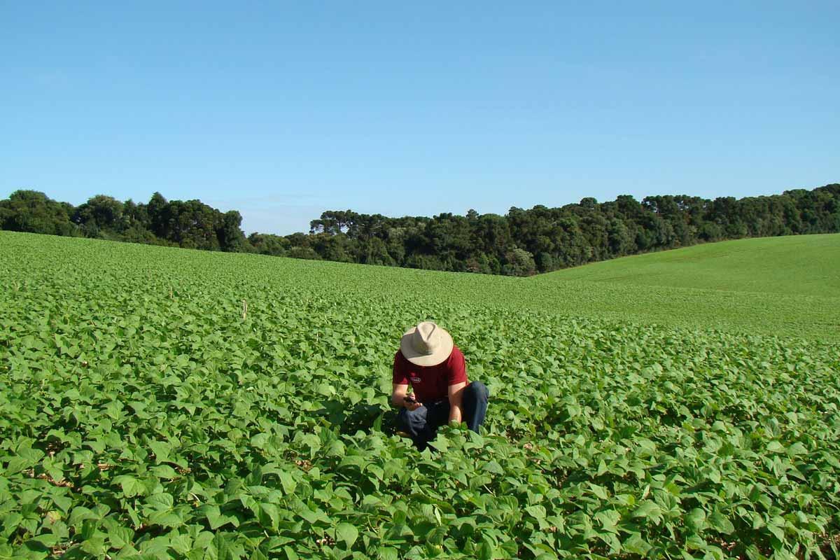 La agricultura depende de los insectos