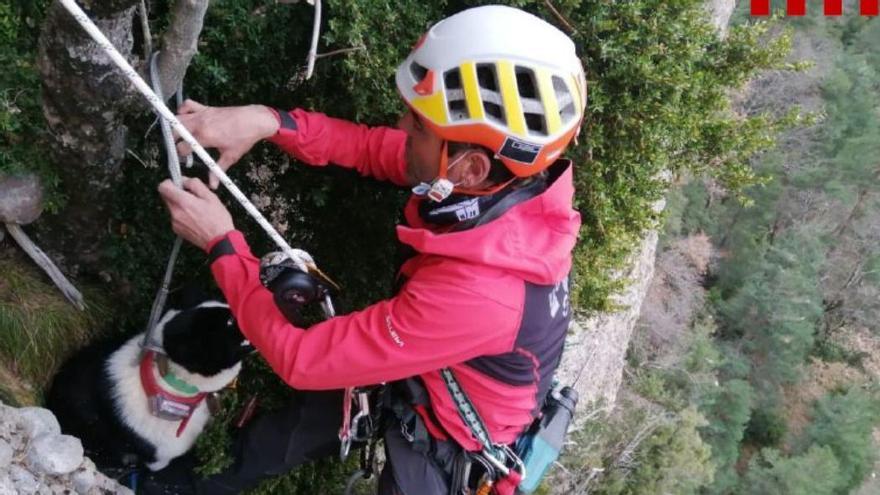 Un dels gossos rescatats aquest dijous a Navès