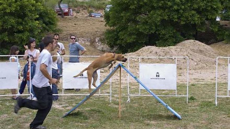 La jornada de puertas abiertas del albergue de animales de Alcoy atrae a 400 personas