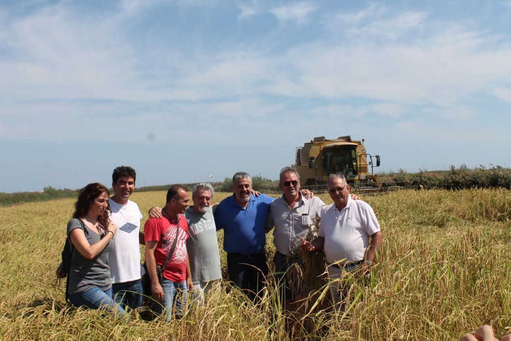 Alicante recupera el "arroz bombón", que dejó de cultivarse hace 51 años