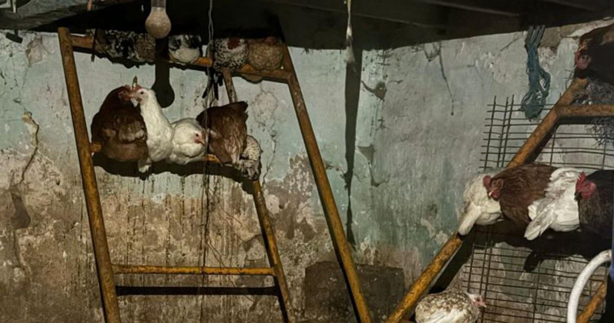 Enfado por el encierro de las gallinas: "Nos fuerzan a improvisar"