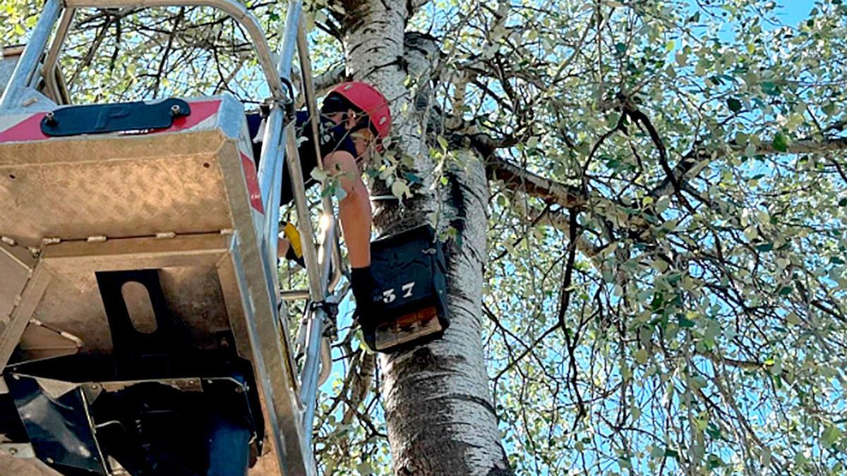 Ejemplo de cajas refugio para murciélagos.