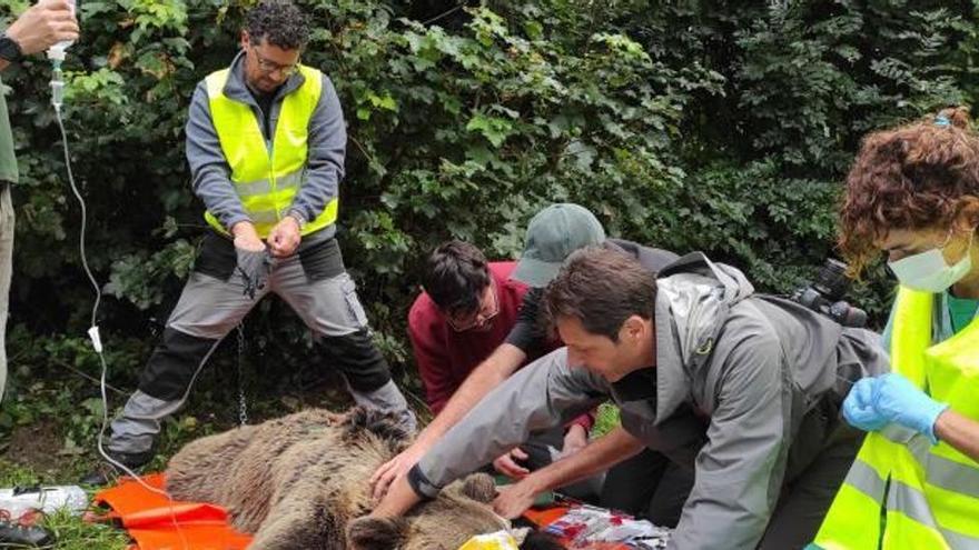 Investigadores de Asturias denuncian un posible caso de furtivismo de osos en León
