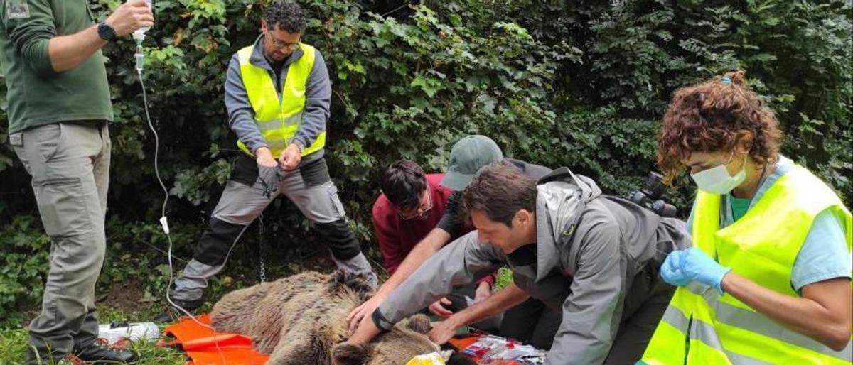 Denuncien un possible cas de furtivisme d’ossos a Lleó