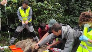 Denuncien un possible cas de furtivisme d’ossos a Lleó