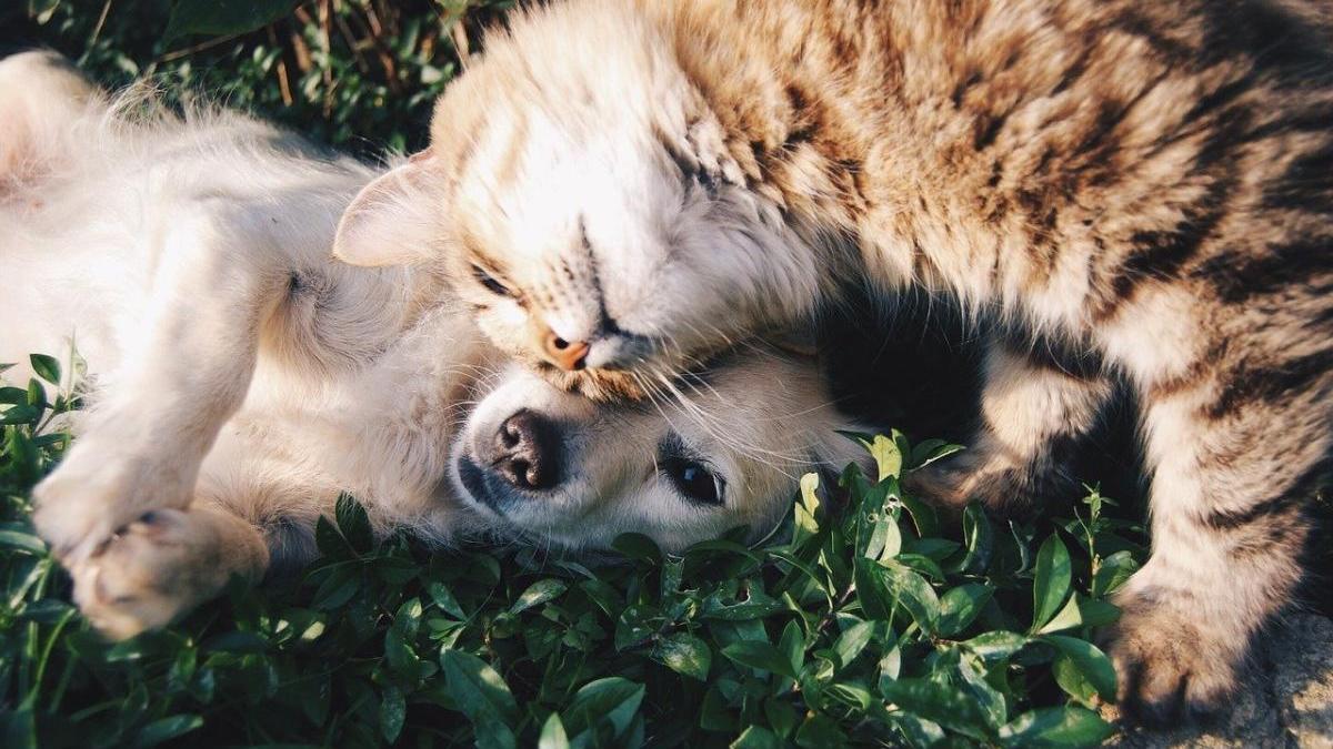 Tens dubtes relacionats amb el teu animal de companyia?