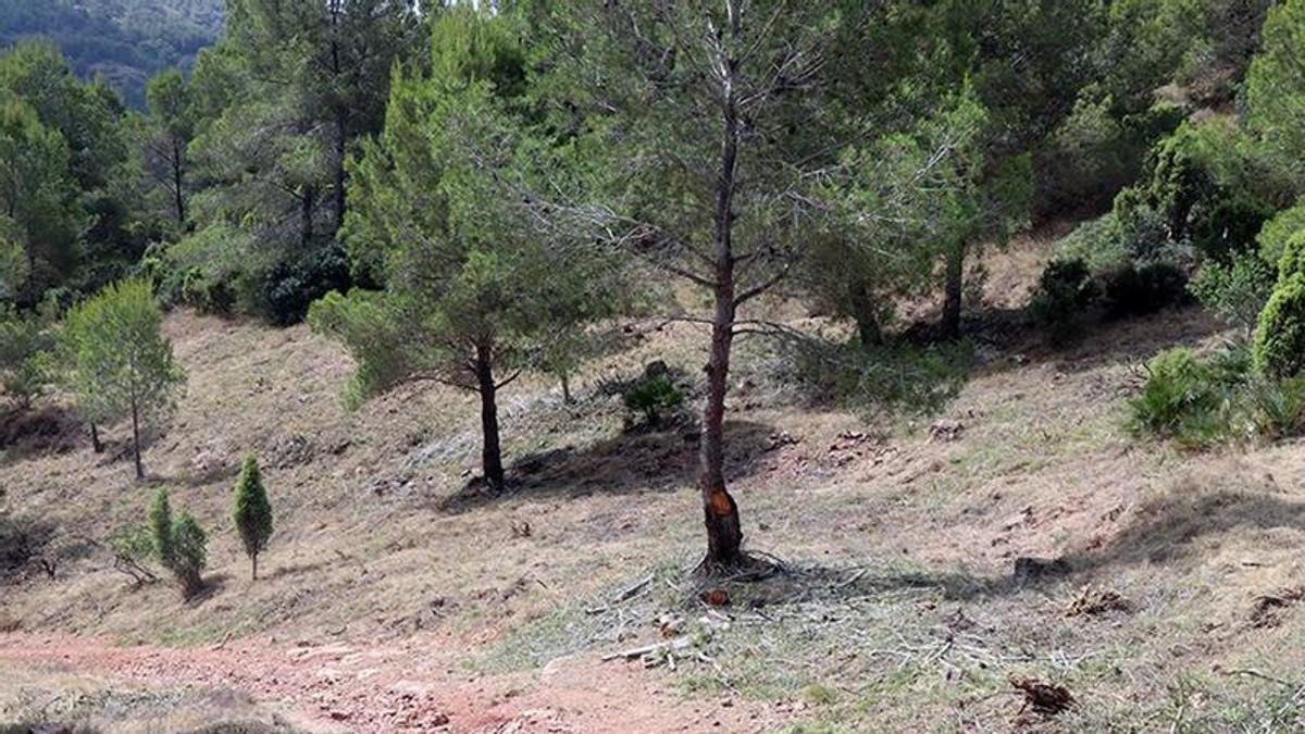 Imagen de la zona donde se ha actuado.