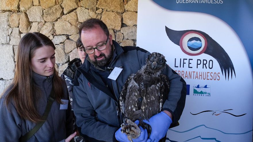 Dos nuevos ejemplares se unen a los 9 quebrantahuesos liberados en Gredos en 3 años