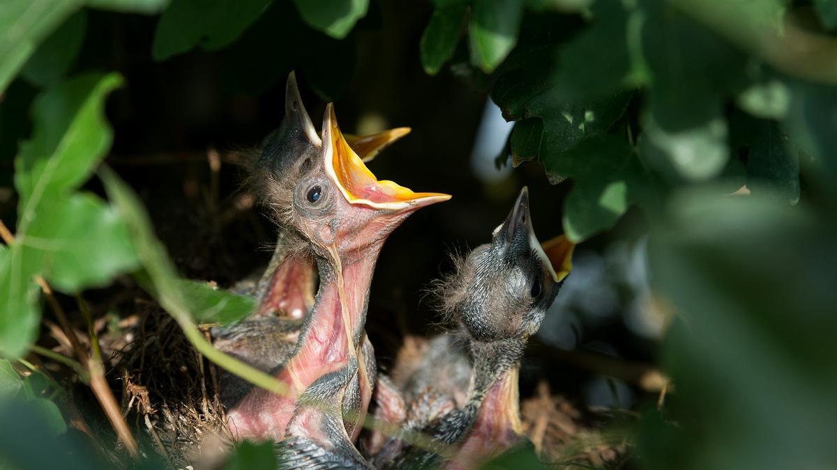 Las aves adelantan su puesta de huevos en un mes
