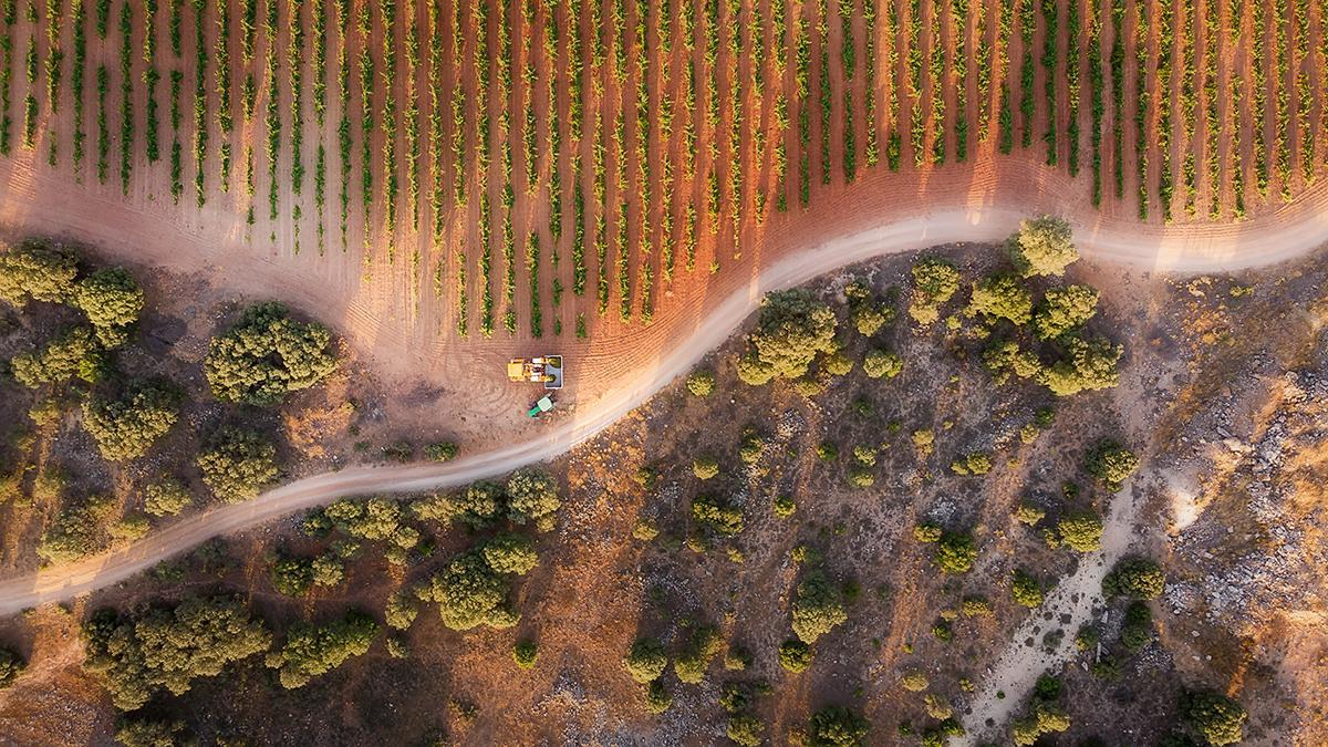 Vista aérea de los viñedos de Finca Antigua, en una de las zonas de mayor altitud de La Mancha.