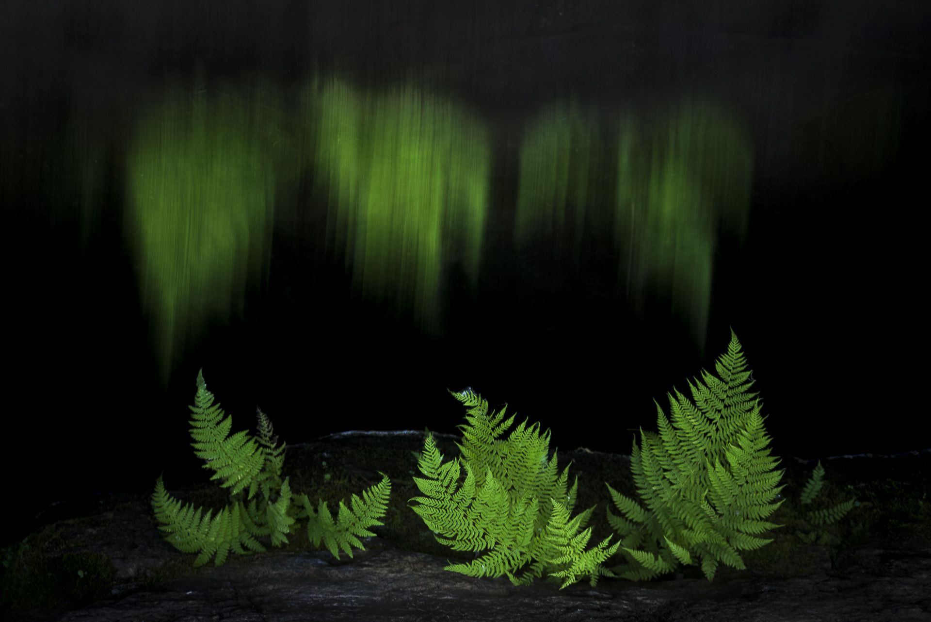 REFLEJO DEL ALMA - Eduardo Hernández del Haro (España) - Mención de Honor: Mundo Vegetal