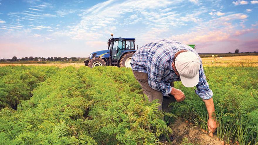 Un agricultor revisa el estado de su cosecha. |