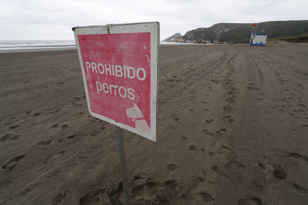 Los perros pueden acceder al playón de Bayas