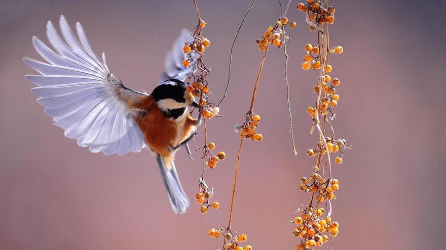 &quot;La naturaleza ha quedado marginada en el presupuesto 2028-2034&quot; de la Comisión Europea&quot;, alerta SEO/BirdLife