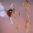 La naturaleza ha quedado marginada en el presupuesto 2028-2034 de la CE, según SEO/BirdLife.
