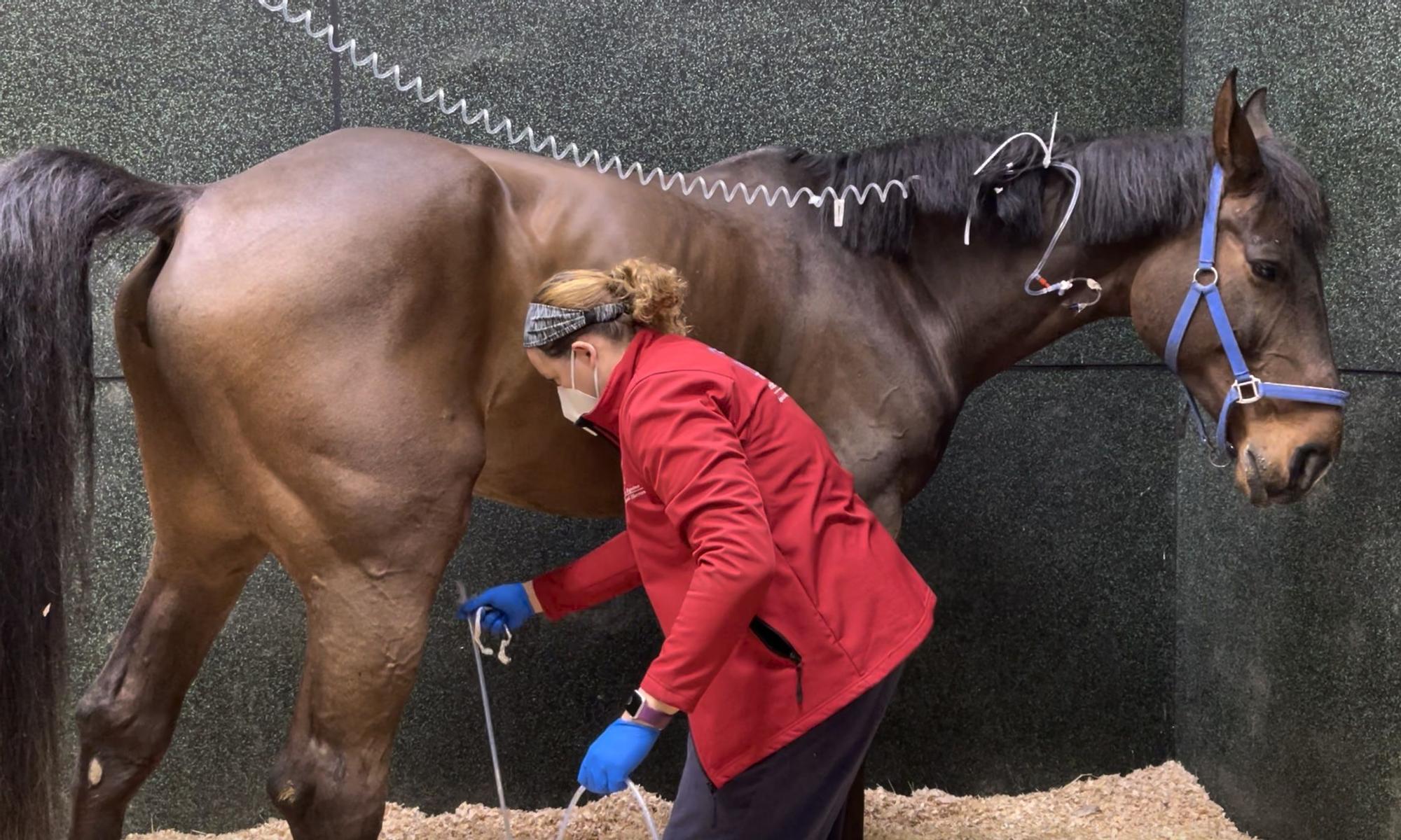 Los caballos afectados por herpesvirus equino tratados en el hospital del la CEU UCH