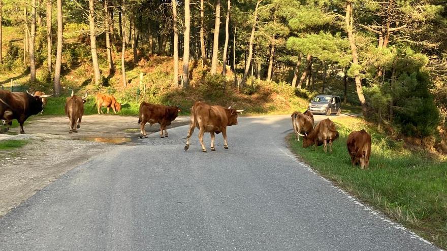 Las vacas y el toro de la manada de Con da Hedra pastan en ocasiones fuera del recinto acotado que habilitaron los comuneros.