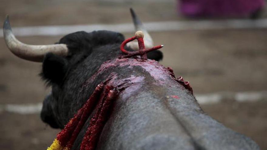 ¿Sabías que cuando un toro mata a un torero se sacrifica a toda su familia?