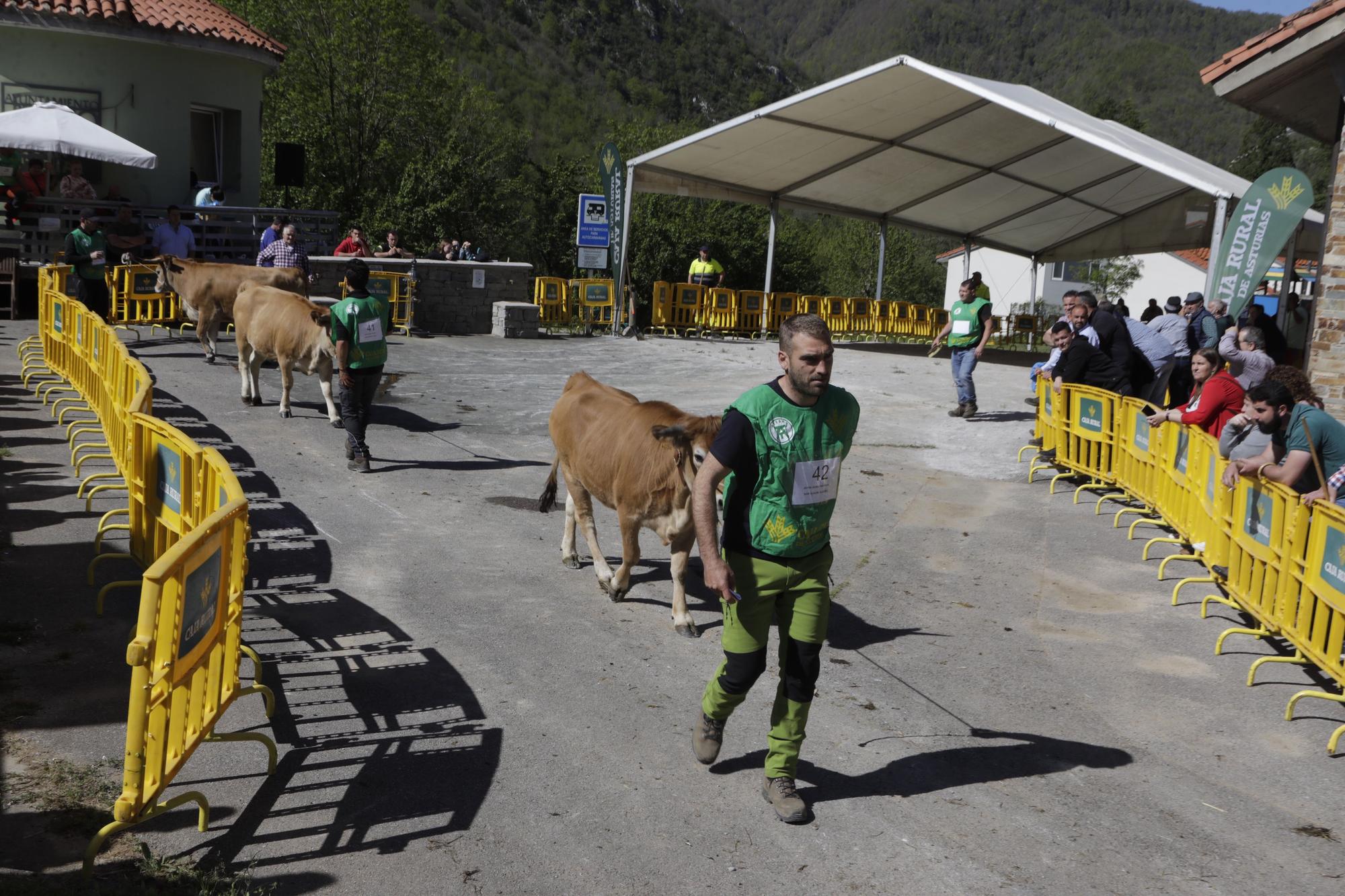 El concurso nacional de la vaca casina