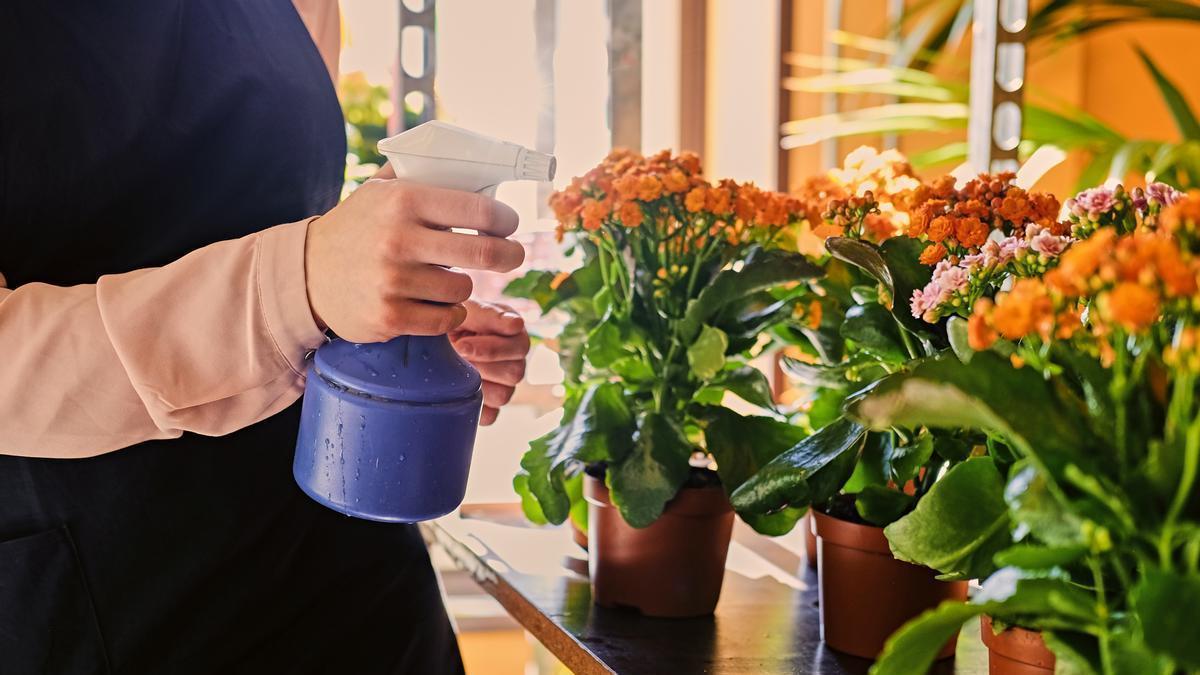 CÓMO LIMPIAR LAS HOJAS DE LAS PLANTAS | Agua, leche, cerveza y plátano para  que brillen como nunca