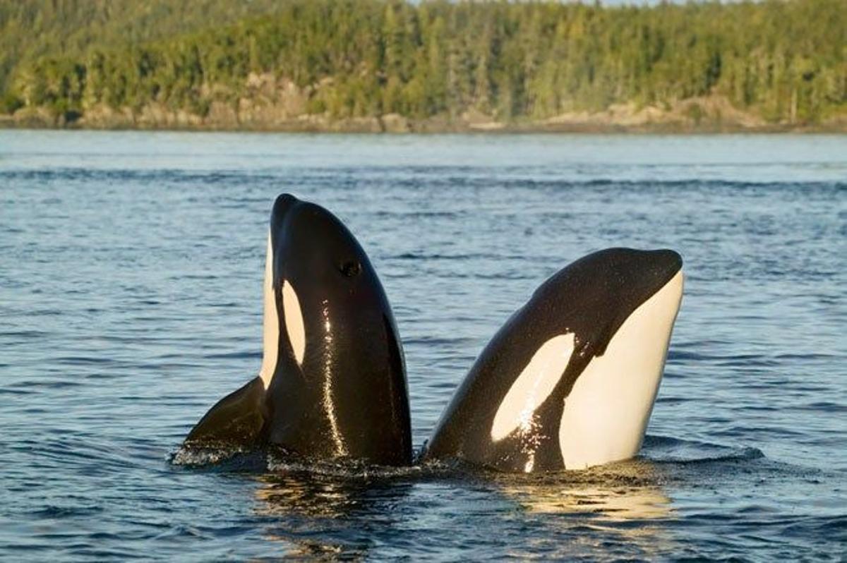 Dos orcas jugando en British Columbia, Canadá.