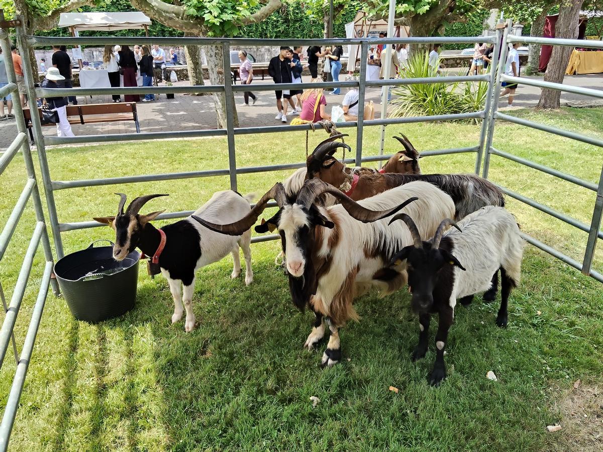 Los "Domingos de Llantariega", feria agroecológica y de producción local, este fin de semana en Llanes.