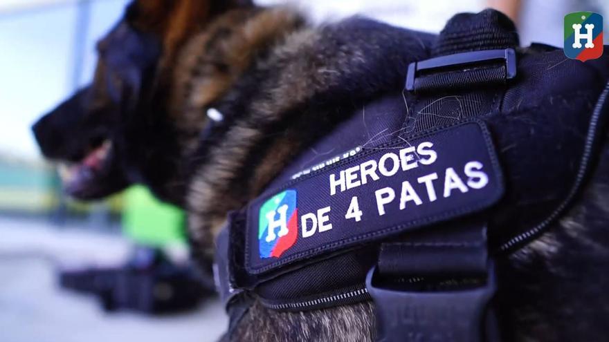 VIDEO: 11 perros policías jubilados buscan perros de adopción