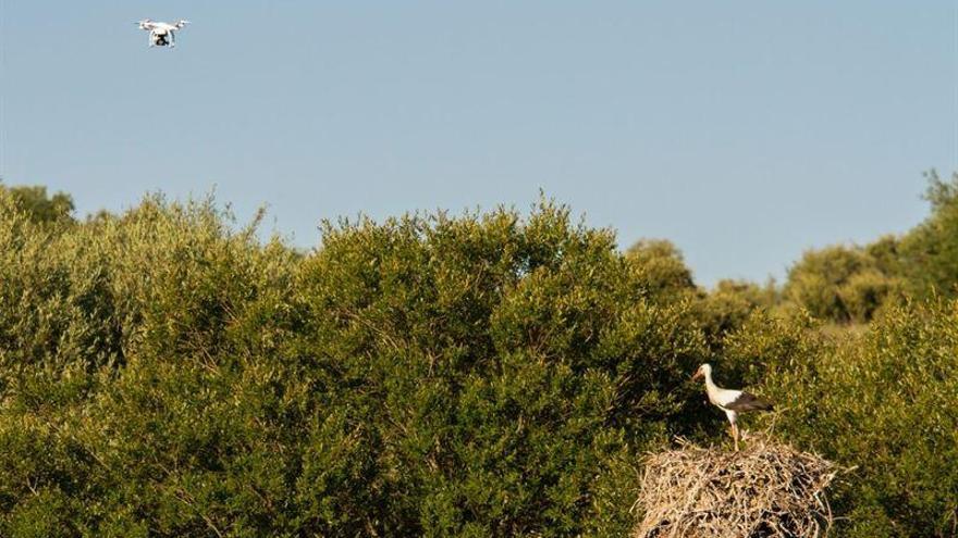 La Uex diseña un protocolo para el seguimiento de aves mediante drones