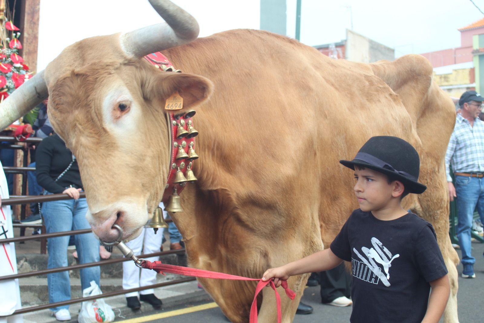 Romería de San Antonio Abad, en La Matanza