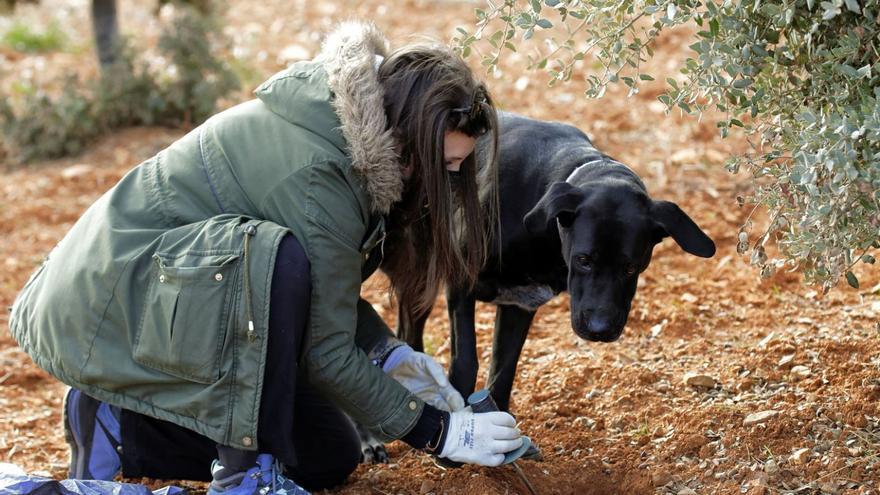 Una joven busca trufas junto a su perro