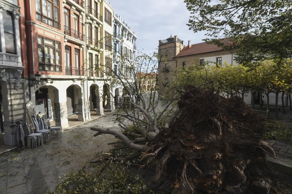 Daños del temporal en Avilés.