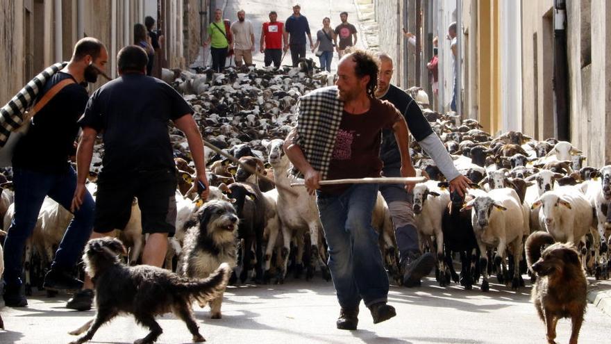 Un ramat d&#039;ovelles pels carrers de Prats de Lluçanès camí de la fresca del Cadí