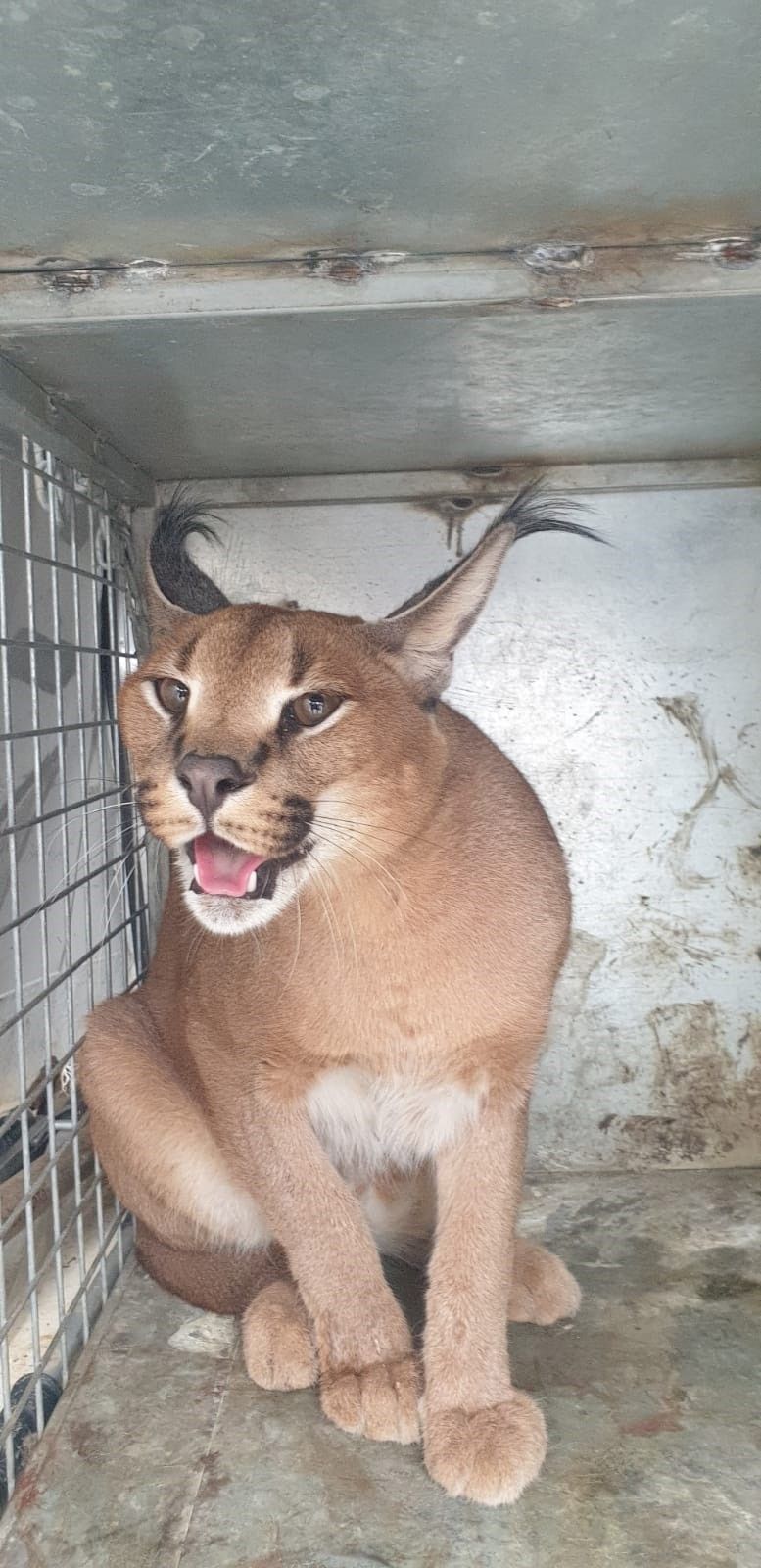 Así es vivir con un gato caracal salvaje