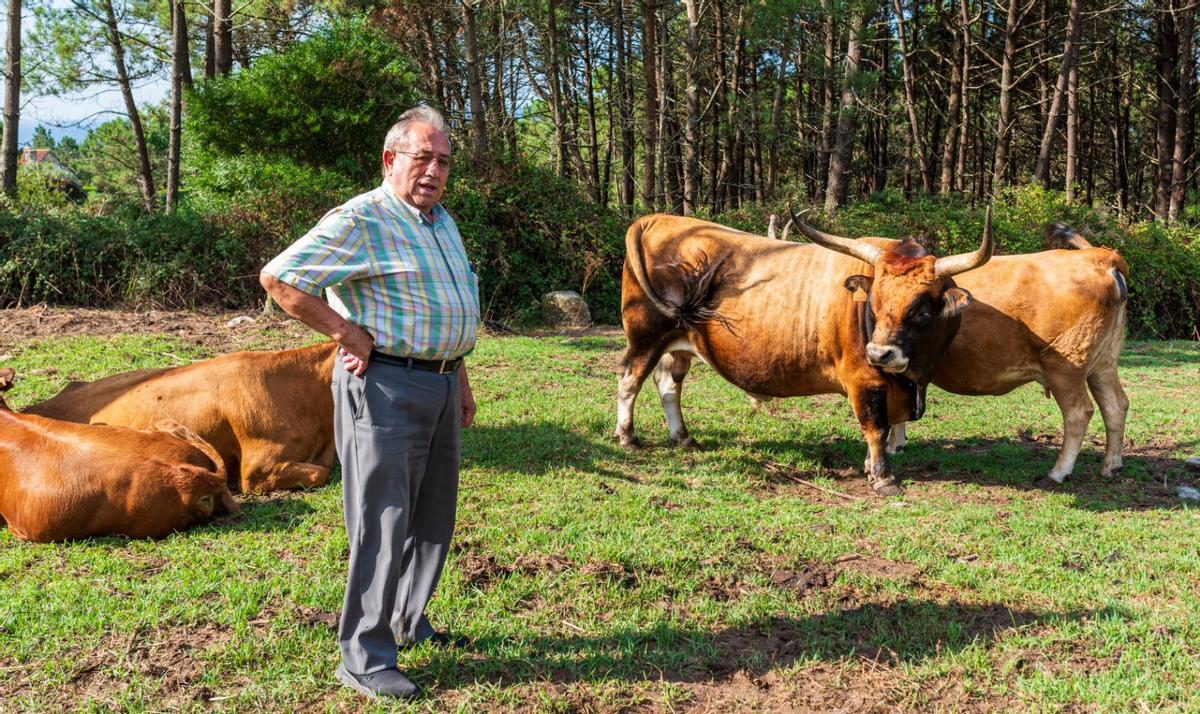 El presidente de los comuneros y sus vacas.