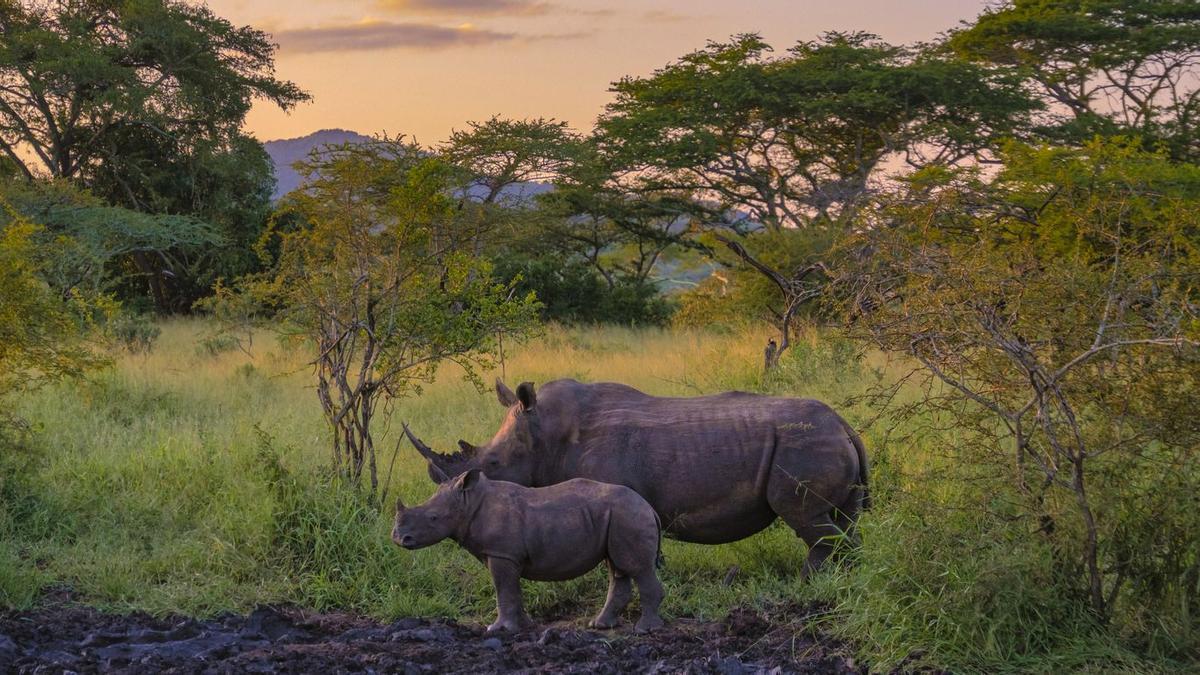 Safari en Sudáfrica, una experiencia perfecta para mayores de 60 años.