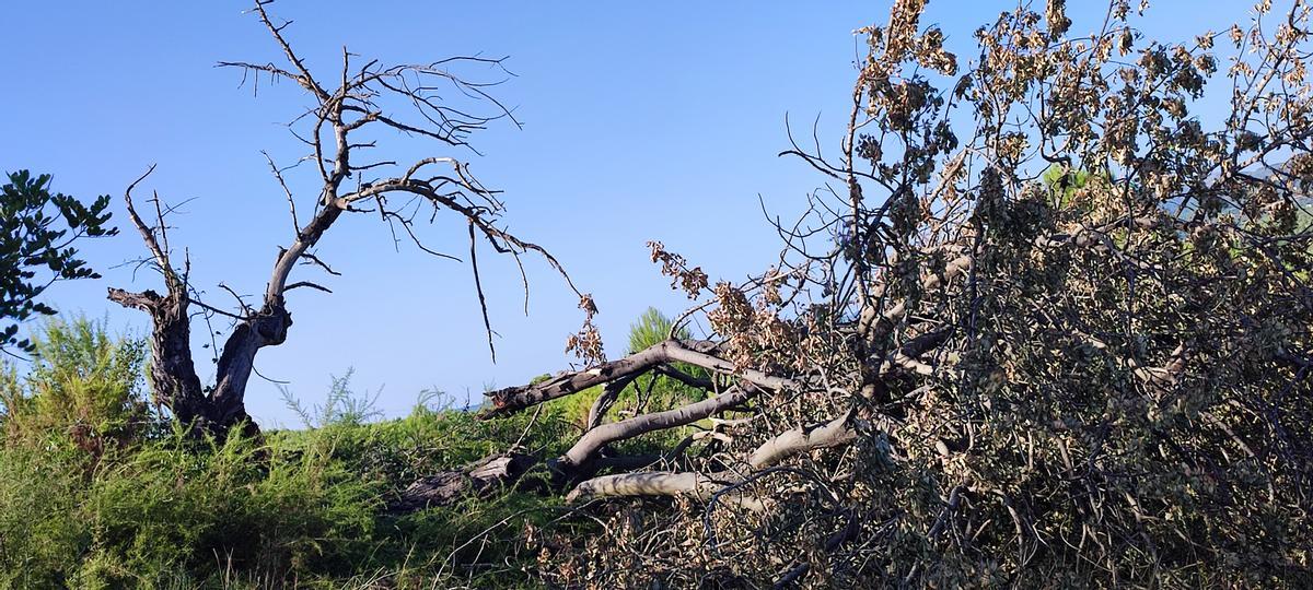 La fuerza del tiempo arrancó las ramas de los árboles.