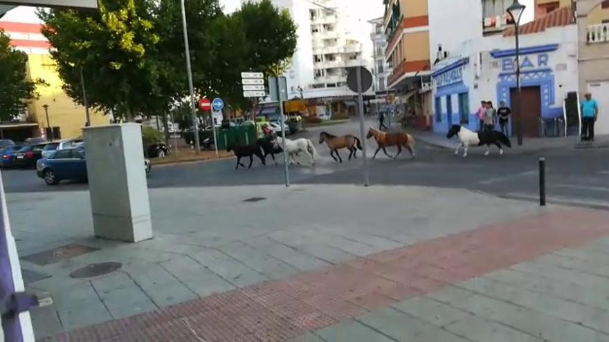 Ponys paseando por Almendralejo