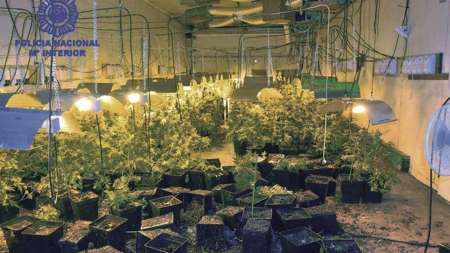 Los responsables de la mayor plantación de marihuana de Vigo afrontan 12 años de cárcel