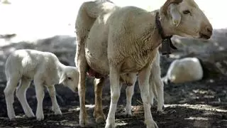 El ministerio confirma cinco nuevos focos de lengua azul en Extremadura