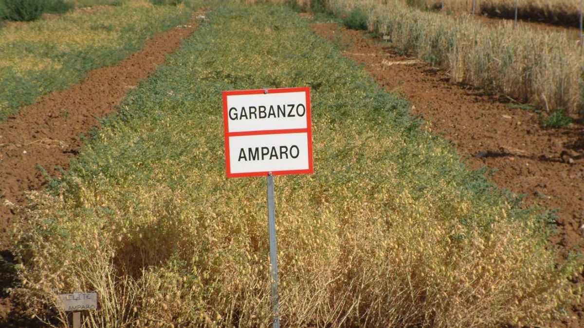 Plantación de garbanzos en Alcalá de Henares