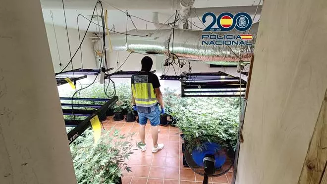 Cultivo de marihuana en viviendas de lujo Tenerife