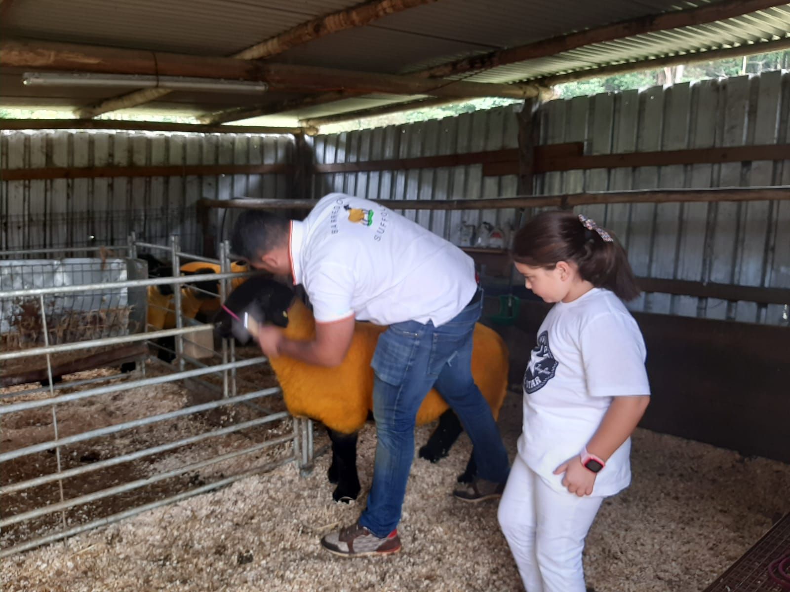 La mejor oveja Suffolk de España, nacida y criada en Llanera