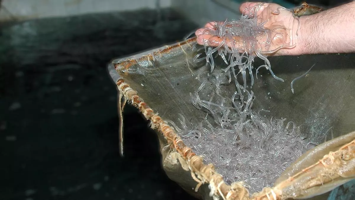 Cuando un pescadito vivo hace 'break dance' en la garganta