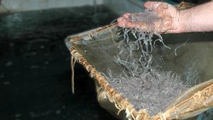 Un vivero con angulas vivas.