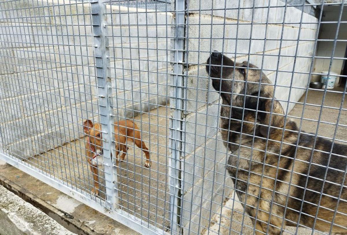 Dos de los animales acogidos en el albergue. | D. O.