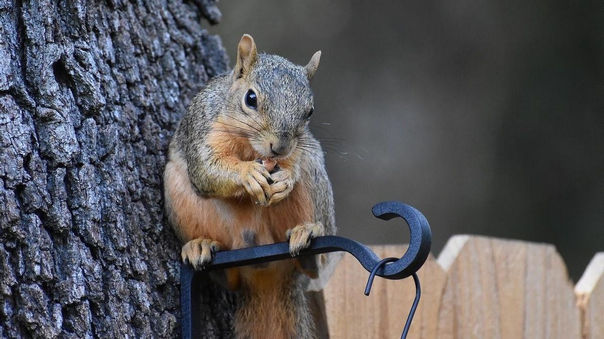 Las ardillas son una de las especies animales a las que les crecen los dientes sin cesar